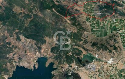 Muğla Milas Karakuyu’da Satılık Verimli Zeytinlik