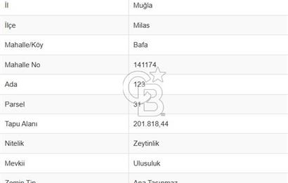 BAFA GÖLÜ YAKININDA  1004 M2 ZEYTİNLİK YATIRIM FIRSATI