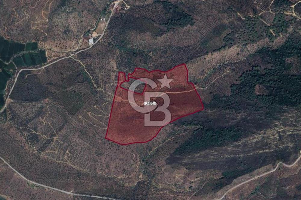 BAFA GÖLÜ YAKININDA  1004 M2 ZEYTİNLİK YATIRIM FIRSATI