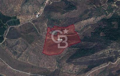 BAFA GÖLÜ YAKININDA  1004 M2 ZEYTİNLİK YATIRIM FIRSATI