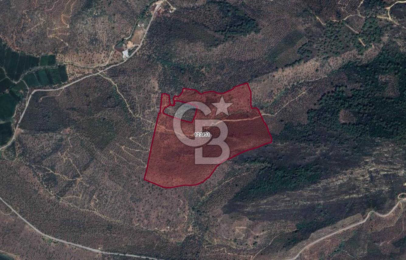BAFA GÖLÜ YAKININDA  1004 M2 ZEYTİNLİK YATIRIM FIRSATI