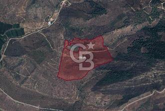 BAFA GÖLÜ YAKININDA  1004 M2 ZEYTİNLİK YATIRIM FIRSATI - 9 - 353196