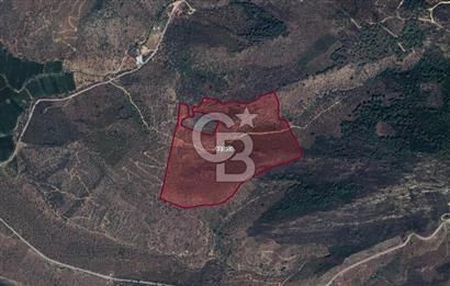 BAFA GÖLÜ YAKININDA  1004 M2 ZEYTİNLİK YATIRIM FIRSATI