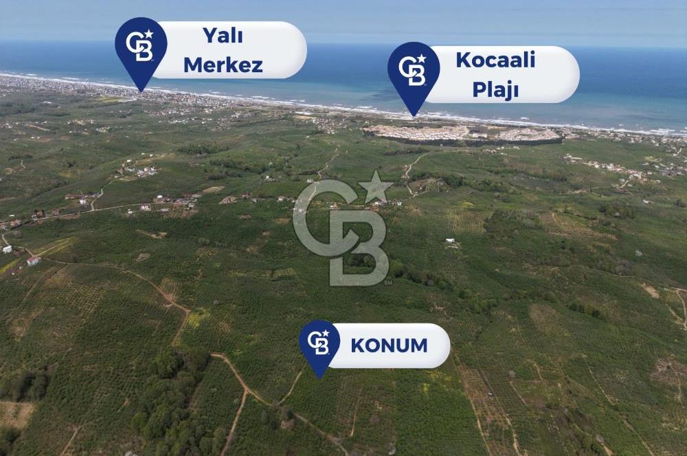 CB ENVOY Sakarya Kocaali'de Satılık 11.632 m² Fındık Bahçesi