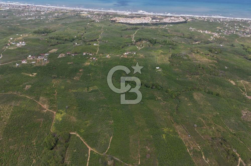CB ENVOY Sakarya Kocaali'de Satılık 11.632 m² Fındık Bahçesi