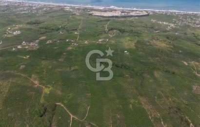 CB ENVOY Sakarya Kocaali'de Satılık 11.632 m² Fındık Bahçesi