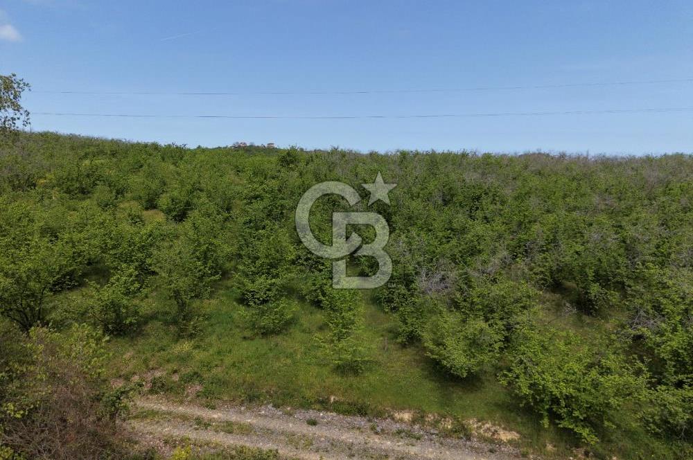 CB ENVOY Sakarya Kocaali'de Satılık 11.632 m² Fındık Bahçesi