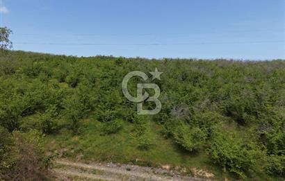 CB ENVOY Sakarya Kocaali'de Satılık 11.632 m² Fındık Bahçesi