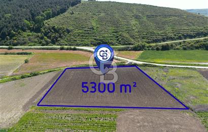 Bursa Karacabey Çeşnigir’de Yola Cephe 5300m² Tarla