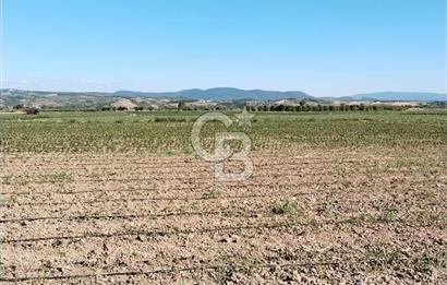Kadastro Yoluna Cepheli, TEK TAPU Satılık 4.800 m² Verimli Tarla