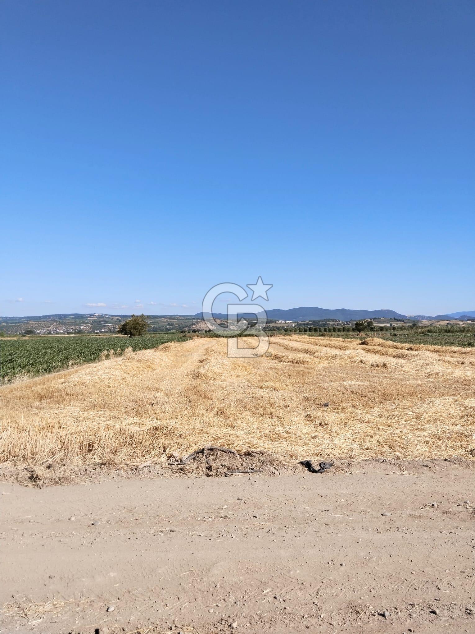 Kadastro Yoluna Cepheli, TEK TAPU Satılık 4.800 m² Verimli Tarla