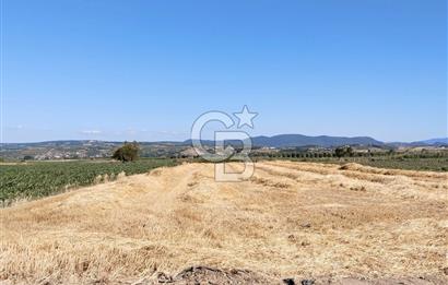 Kadastro Yoluna Cepheli, TEK TAPU Satılık 4.800 m² Verimli Tarla