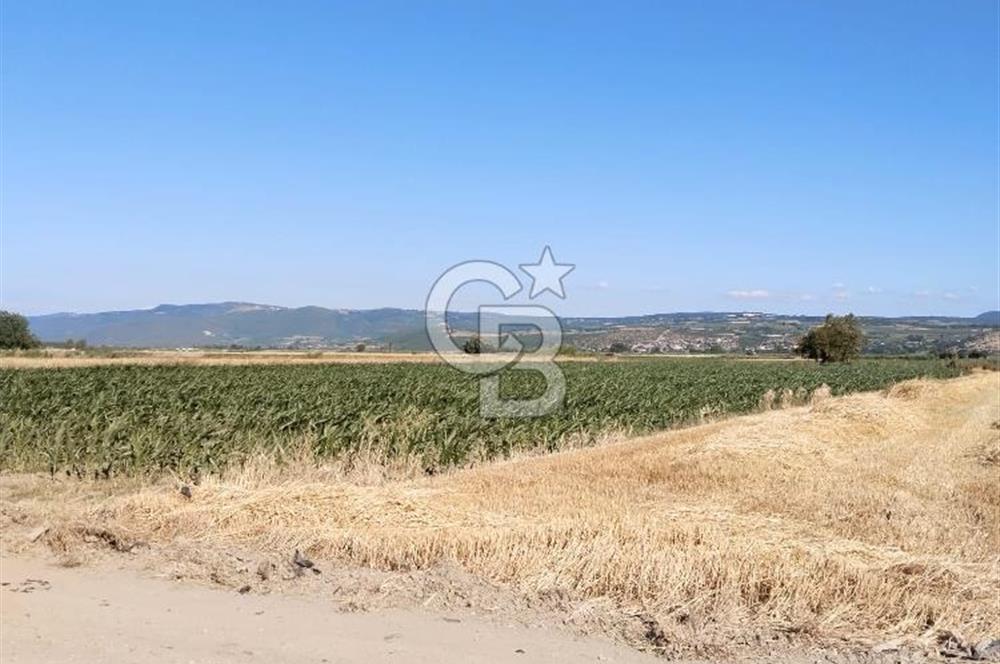 Kadastro Yoluna Cepheli, TEK TAPU Satılık 4.800 m² Verimli Tarla