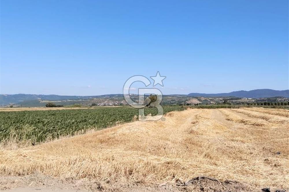 Kadastro Yoluna Cepheli, TEK TAPU Satılık 4.800 m² Verimli Tarla