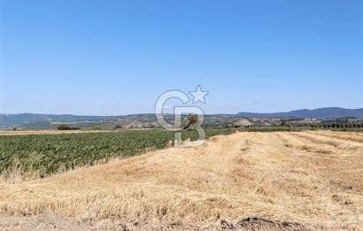 Kadastro Yoluna Cepheli, TEK TAPU Satılık 4.800 m² Verimli Tarla
