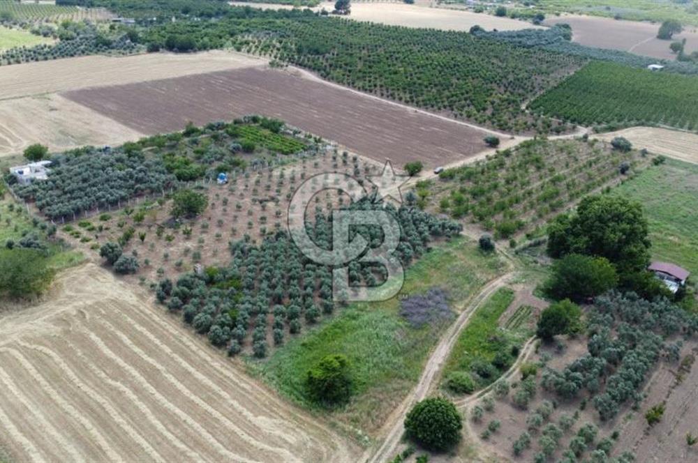 KEMALPAŞA YUKARIKIZILCA'DA SATILIK BAĞ