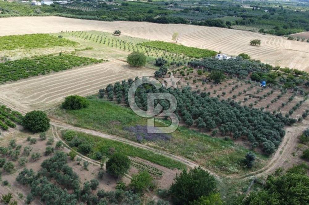 KEMALPAŞA YUKARIKIZILCA'DA SATILIK BAĞ