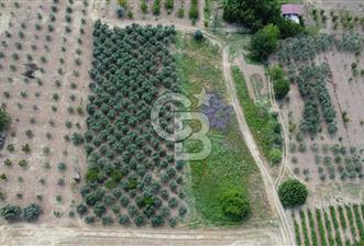 KEMALPAŞA YUKARIKIZILCA'DA SATILIK BAĞ - 10 - 353373