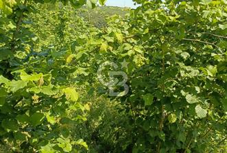 KOCEELİ KANDIRA YAĞCILAR DA KAÇIRILMAYACAK SATILIK TARLA - 4 - 353365