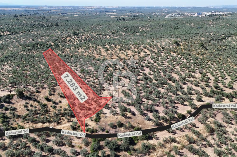 Ezine Geyikli'de Sahile Yakın Resmi Yolu Olan Satılık Zeytinlik 