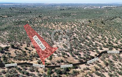 Ezine Geyikli'de Sahile Yakın Resmi Yolu Olan Satılık Zeytinlik 