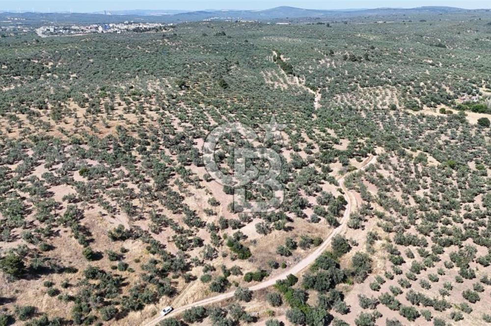Ezine Geyikli'de Sahile Yakın Resmi Yolu Olan Satılık Zeytinlik 