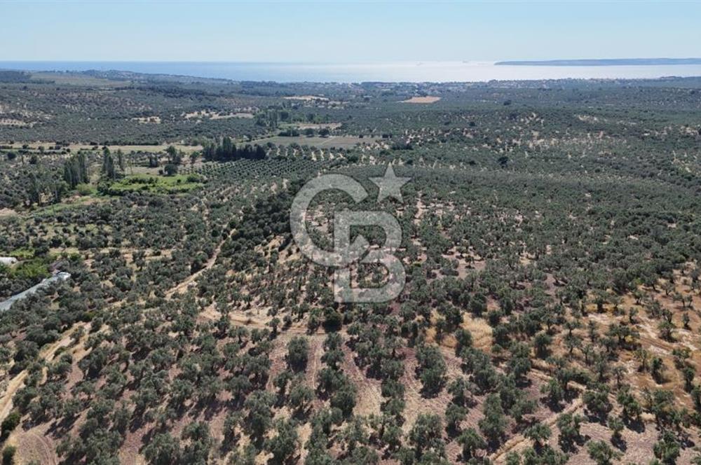 Ezine Geyikli'de Sahile Yakın Resmi Yolu Olan Satılık Zeytinlik 