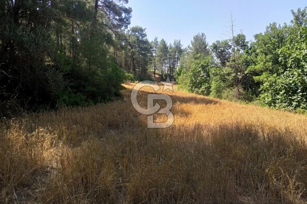 BUCAK ÇAMLIK'TA 7.693 M² MÜSTAKİL TAPULU YATIRIMLIK TARLA