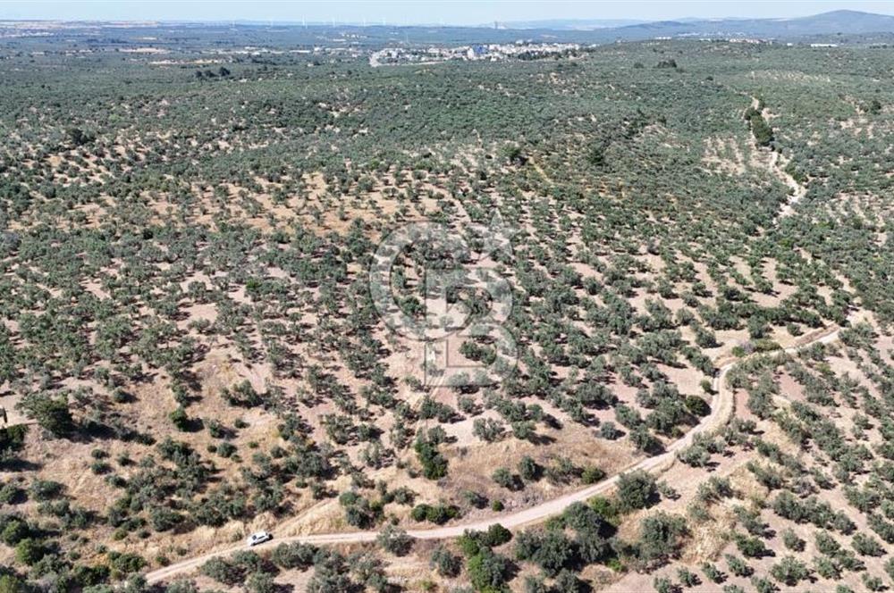 Ezine Geyikli'de Sahile Yakın Resmi Yolu Olan Satılık Zeytinlik 