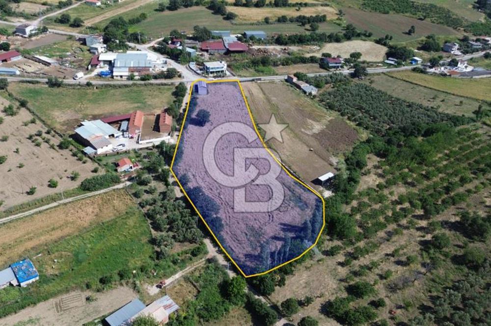 IŞIKLAR KÖYÜ ANAYOLA CEPHE SARI ALANDA SATILIK 8 DÖNÜM TARLA