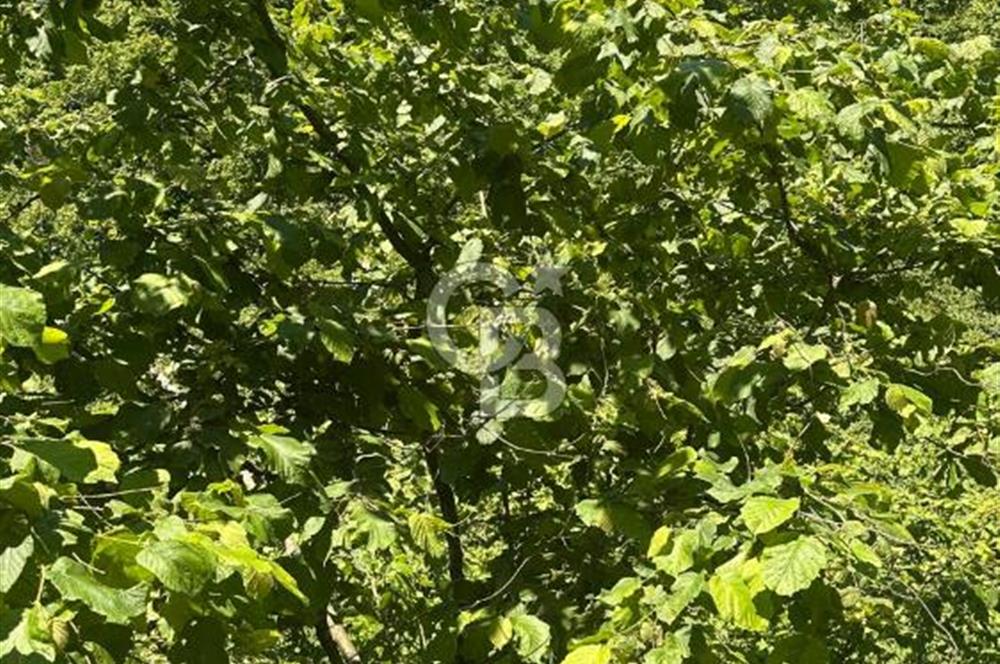 TRABZON YEŞİLYURT MAHALLESİNDE FIRSAT SATILIK ARSA