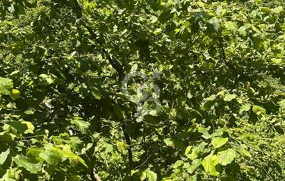 TRABZON YEŞİLYURT MAHALLESİNDE FIRSAT SATILIK ARSA