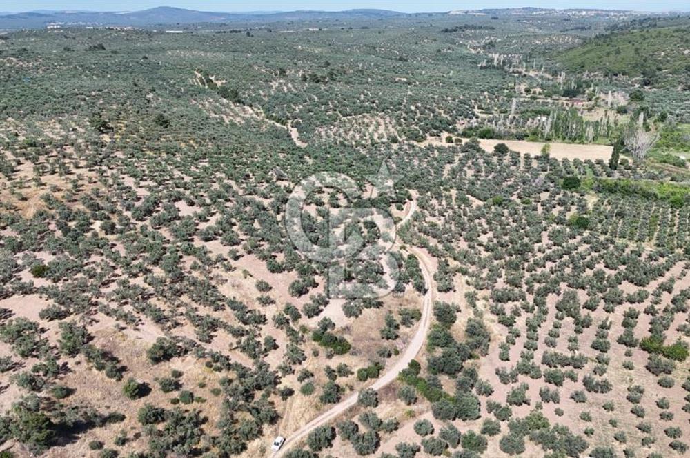Ezine Geyikli'de Sahile Yakın Resmi Yolu Olan Satılık Zeytinlik 