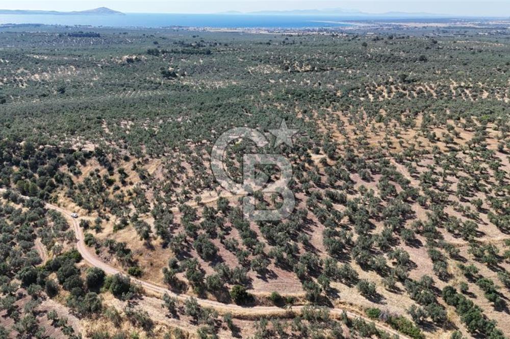 Ezine Geyikli'de Sahile Yakın Resmi Yolu Olan Satılık Zeytinlik 