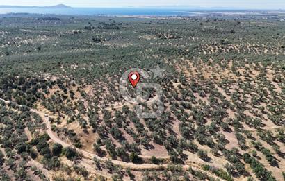Ezine Geyikli'de Sahile Yakın Resmi Yolu Olan Satılık Zeytinlik 
