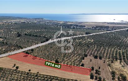 Ezine Geyikli'de Asfalt Yola Cepheli 7.916 m² Satılık Arazi