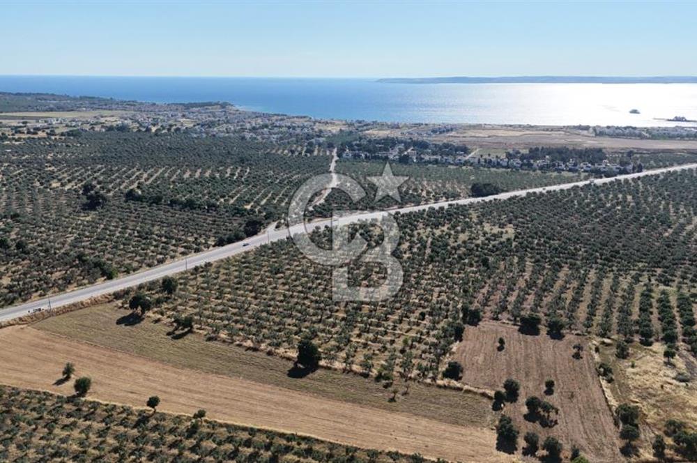 Ezine Geyikli'de Asfalt Yola Cepheli 7.916 m² Satılık Arazi
