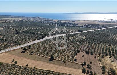 Ezine Geyikli'de Asfalt Yola Cepheli 7.916 m² Satılık Arazi