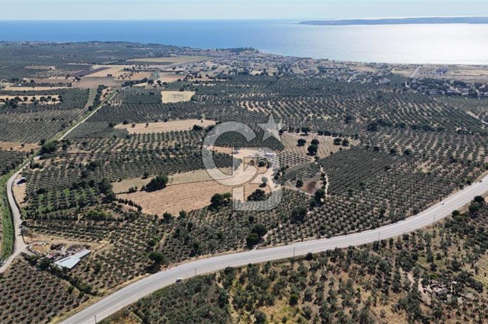 Ezine Geyikli'de 7710 m2 2 Ayrı Parsel  Satılık Zeytinlik 