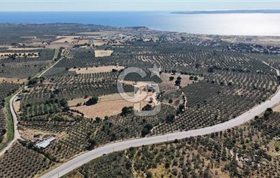 Ezine Geyikli'de 7710 m2 2 Ayrı Parsel  Satılık Zeytinlik 