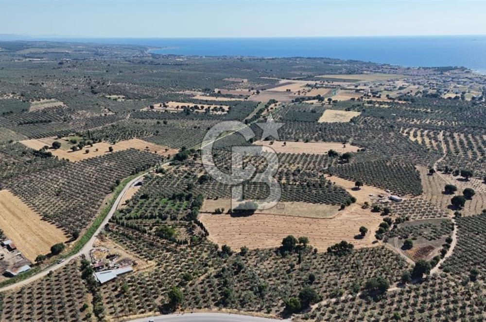Ezine Geyikli'de 7710 m2 2 Ayrı Parsel  Satılık Zeytinlik 