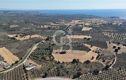 Ezine Geyikli'de 7710 m2 2 Ayrı Parsel  Satılık Zeytinlik 