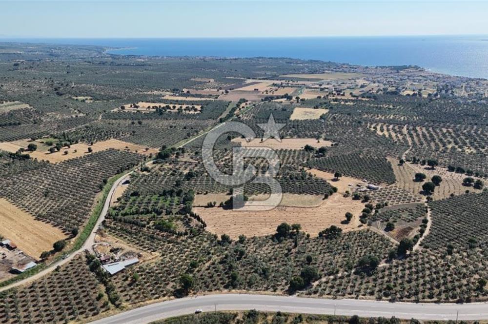 Ezine Geyikli'de 7710 m2 2 Ayrı Parsel  Satılık Zeytinlik 