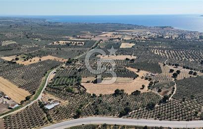 Ezine Geyikli'de 7710 m2 2 Ayrı Parsel  Satılık Zeytinlik 