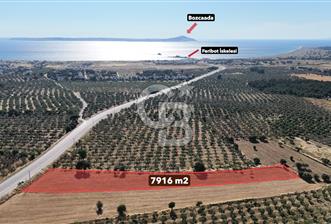 Ezine Geyikli'de Asfalt Yola Cepheli 7.916 m² Satılık Arazi - 2 - 353559