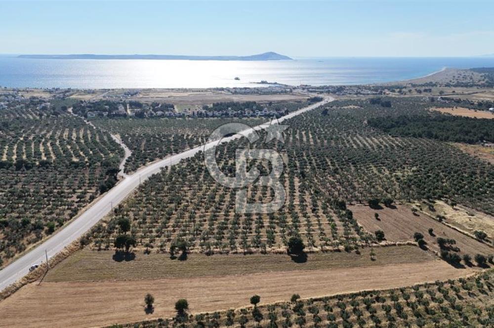 Ezine Geyikli'de Asfalt Yola Cepheli 7.916 m² Satılık Arazi