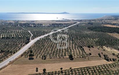 Ezine Geyikli'de Asfalt Yola Cepheli 7.916 m² Satılık Arazi