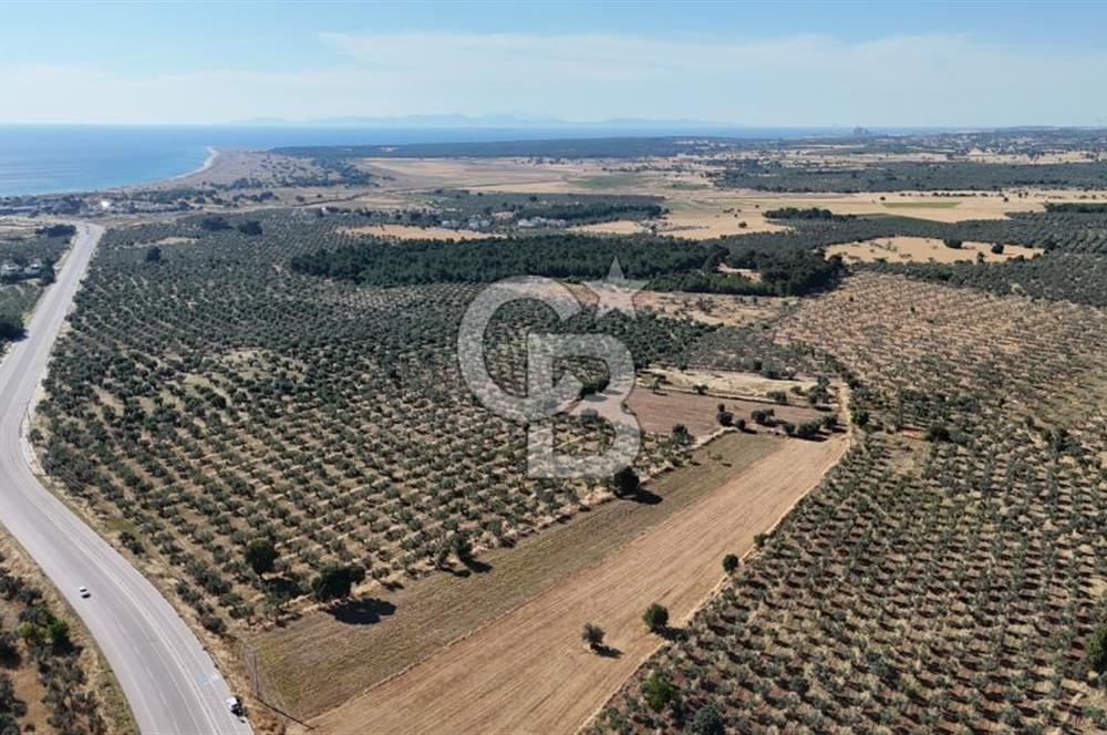 Ezine Geyikli'de Asfalt Yola Cepheli 7.916 m² Satılık Arazi