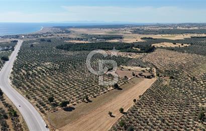 Ezine Geyikli'de Asfalt Yola Cepheli 7.916 m² Satılık Arazi