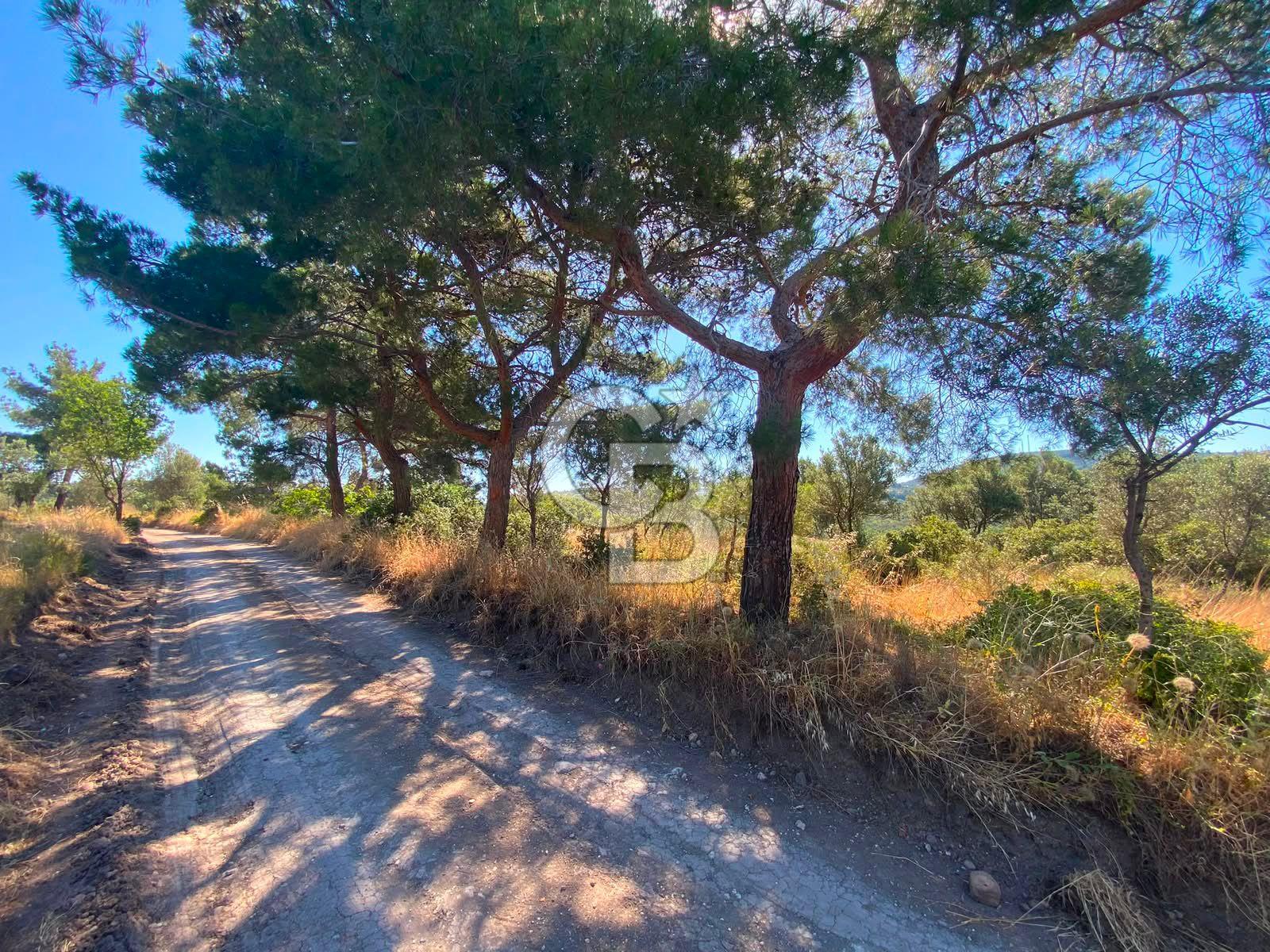 Çanakkale Ayvacık Gülpınar Satılık Zeytinlik!